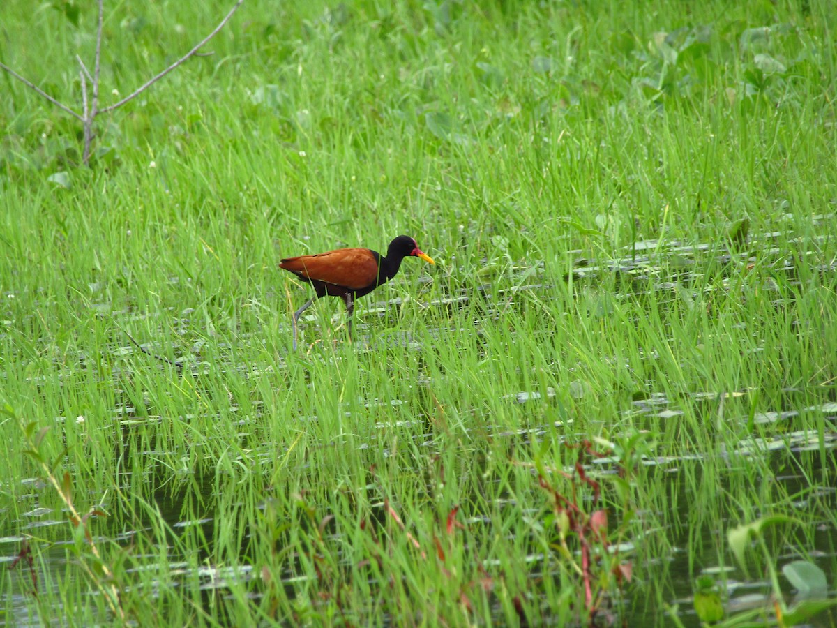 Wattled Jacana - ML647349838