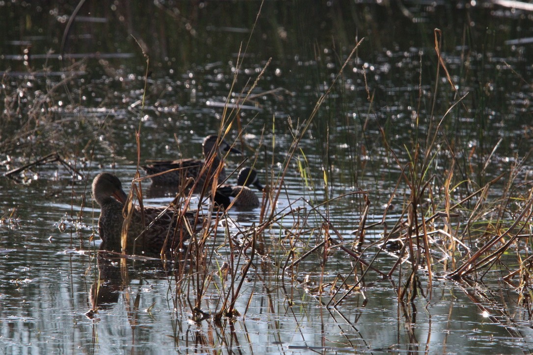 Sarcelle à ailes bleues - ML647349841