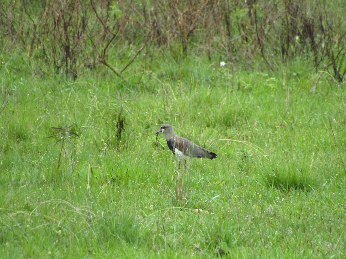 Southern Lapwing - ML647349843