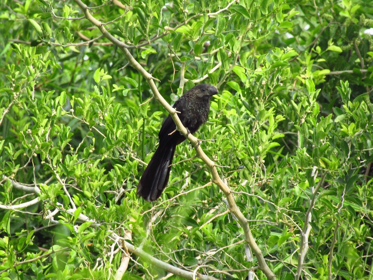 Smooth-billed Ani - ML647349847