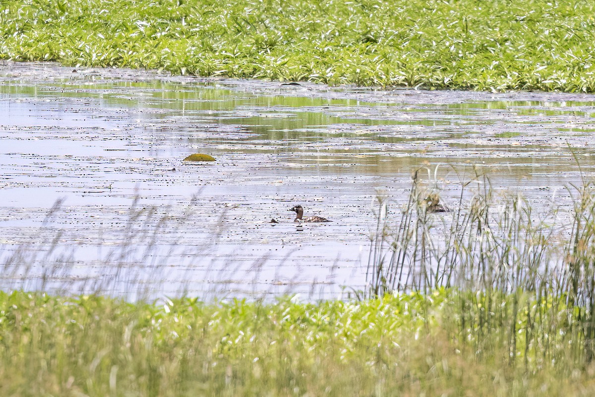 White-backed Duck - ML647349848