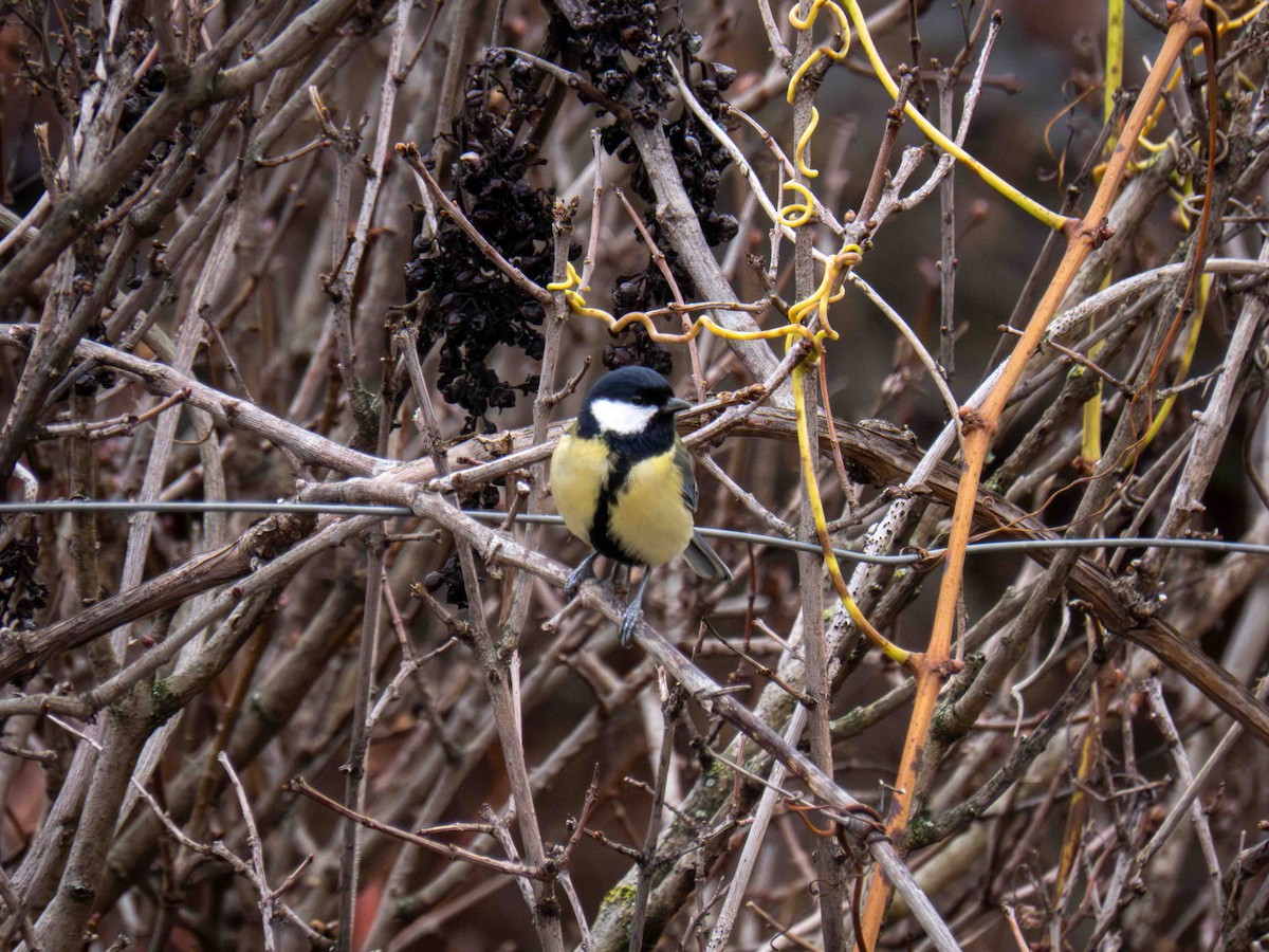 Büyük Baştankara - ML647349851