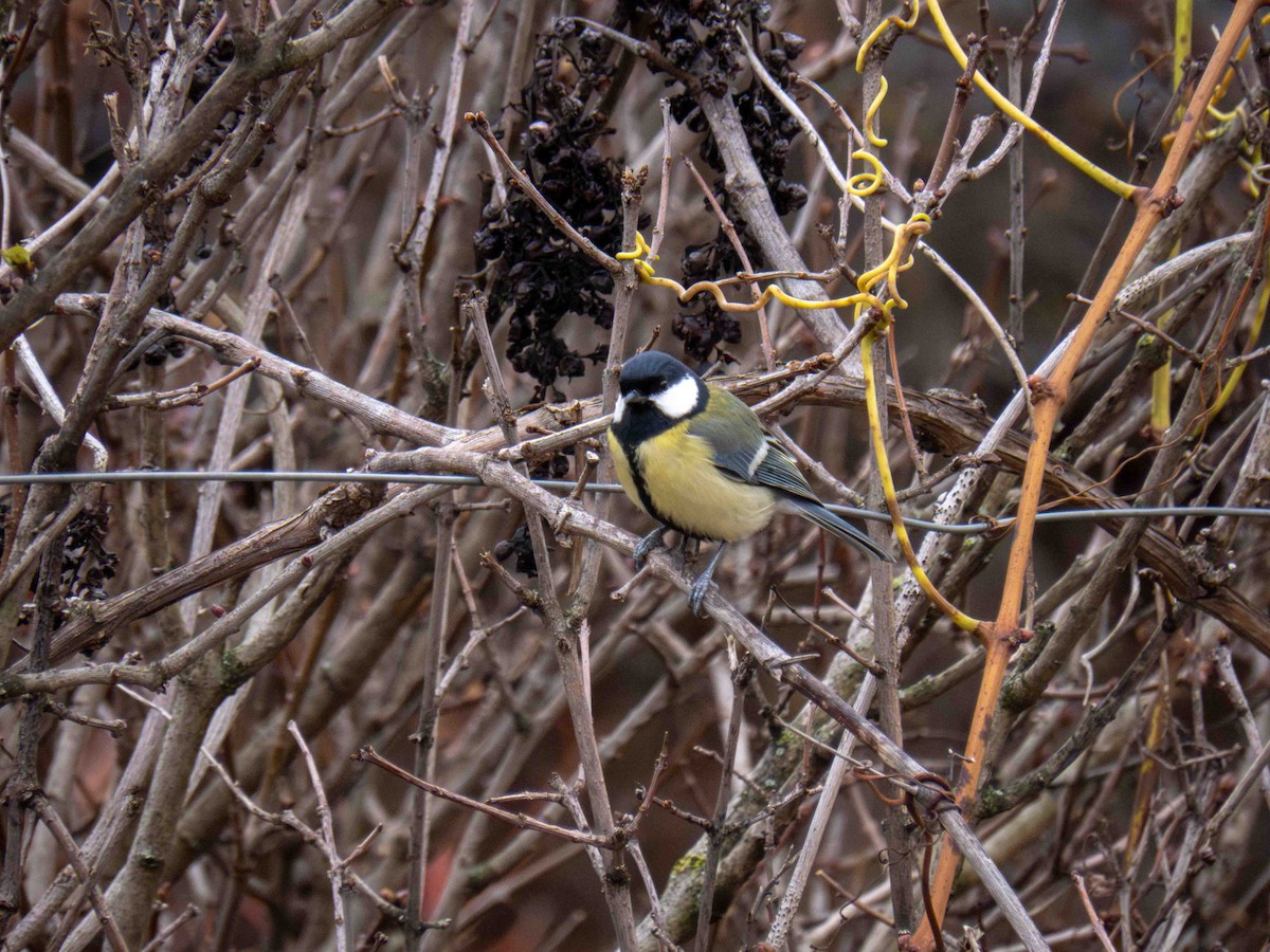 Büyük Baştankara - ML647349852