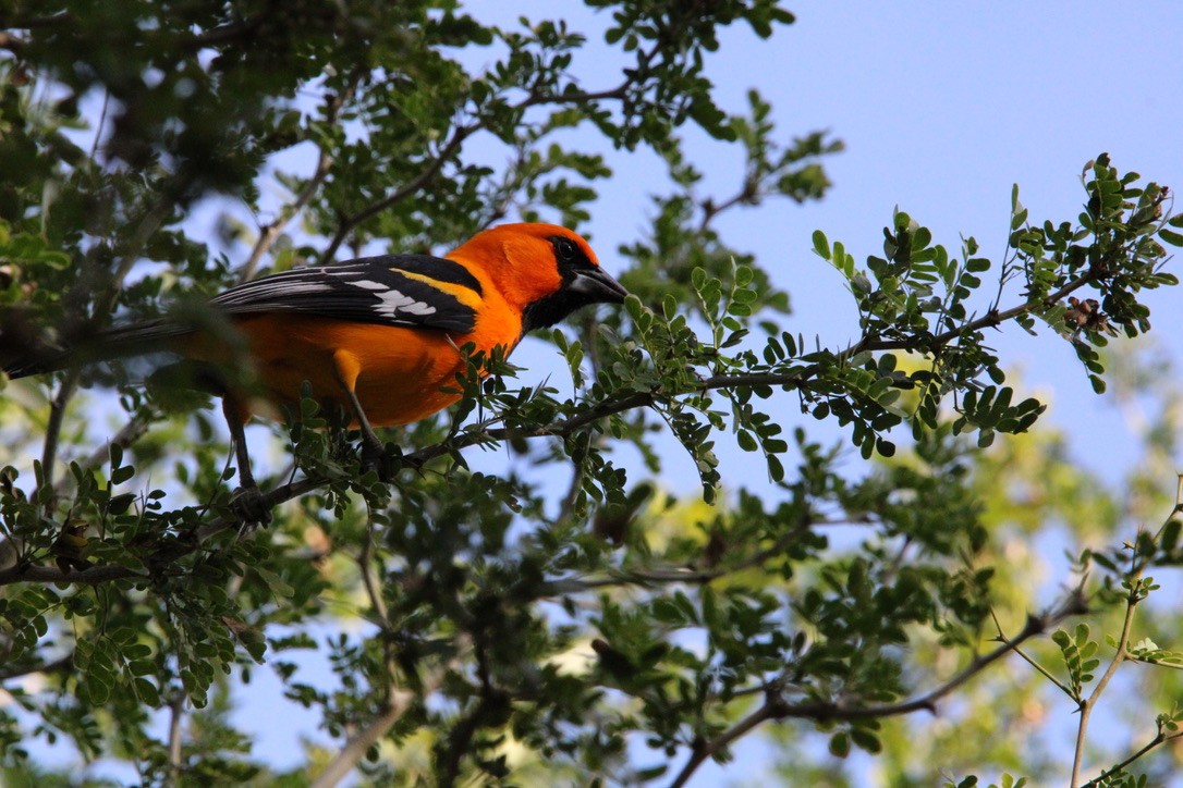 Altamira Oriole - ML647349855