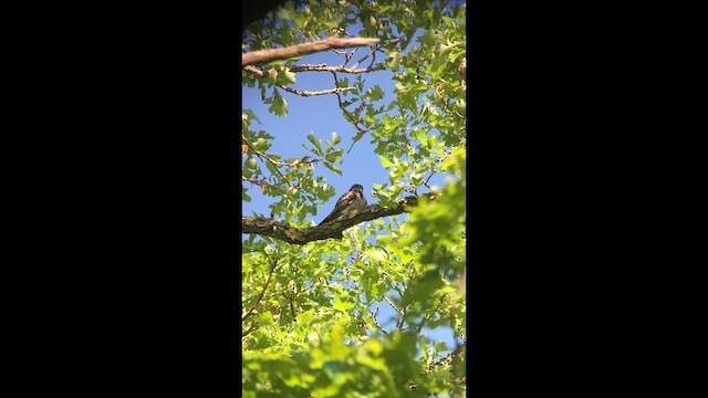 תחמס אמריקני - ML647349856