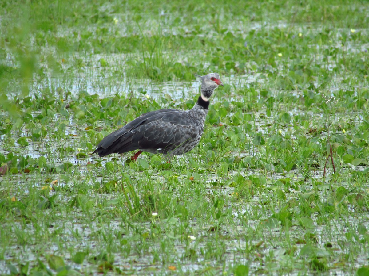 Southern Screamer - ML647349859