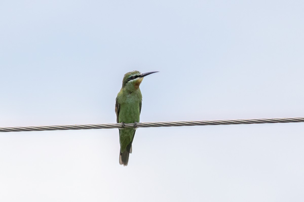 vlha modrolící - ML647349866