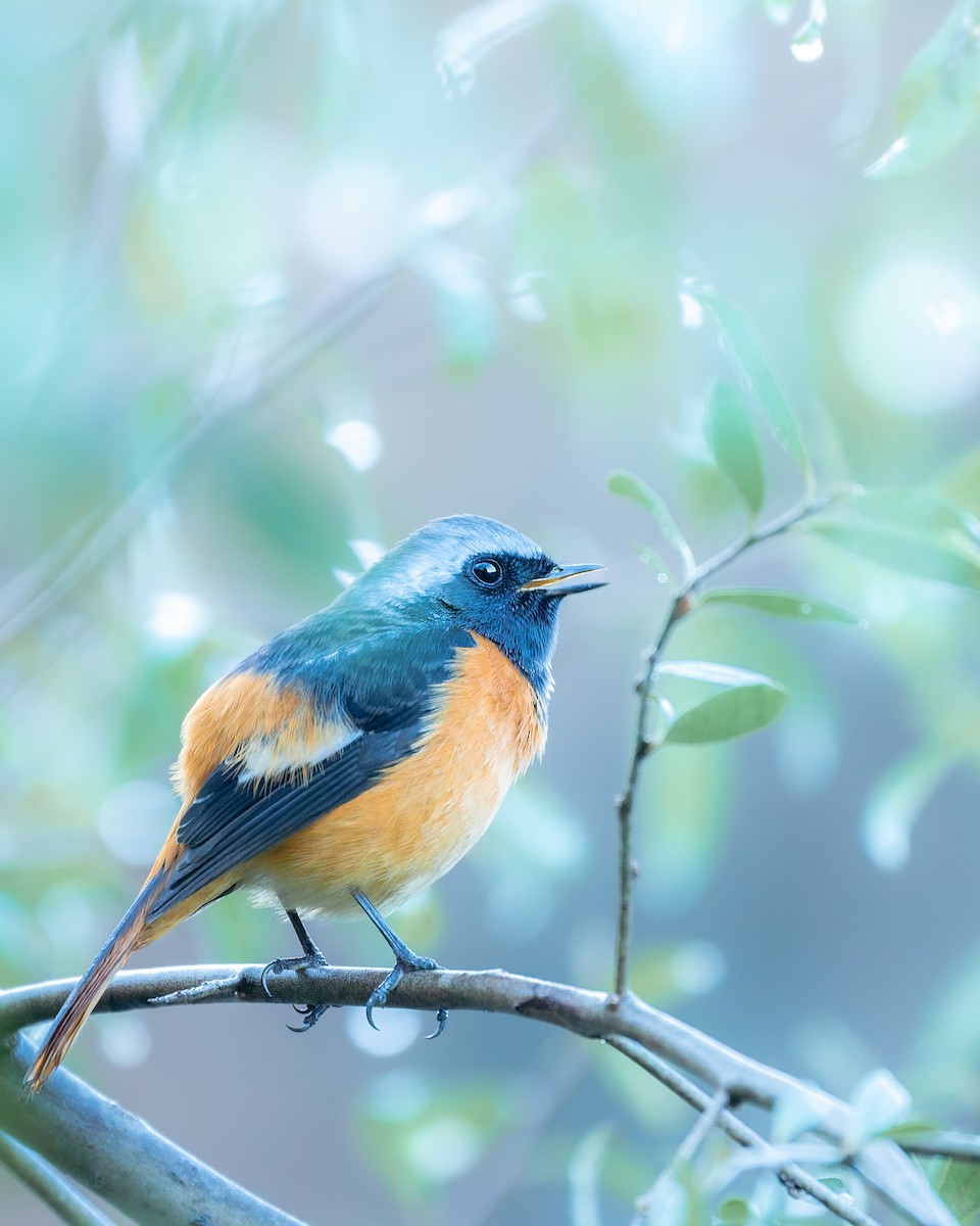 黃尾鴝 - ML647349868