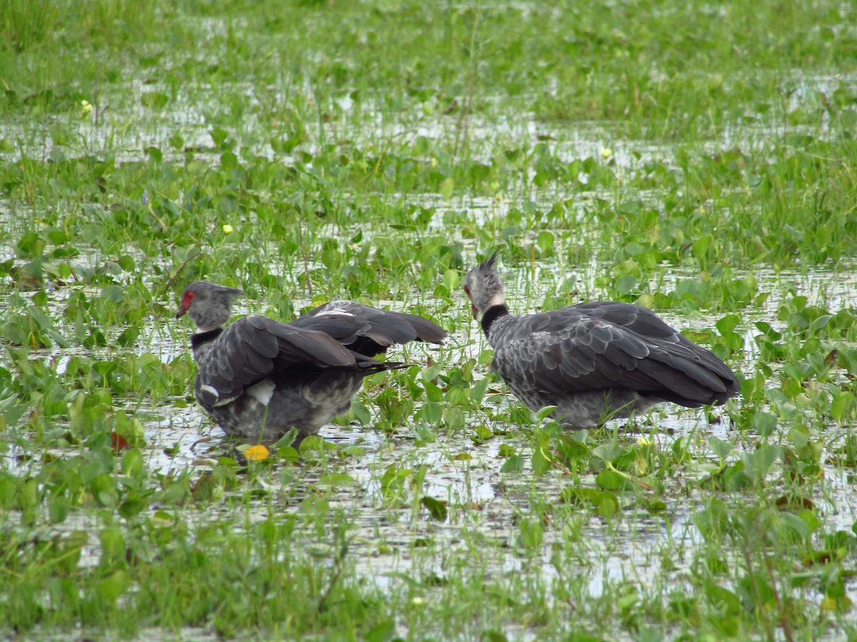 Southern Screamer - ML647349873