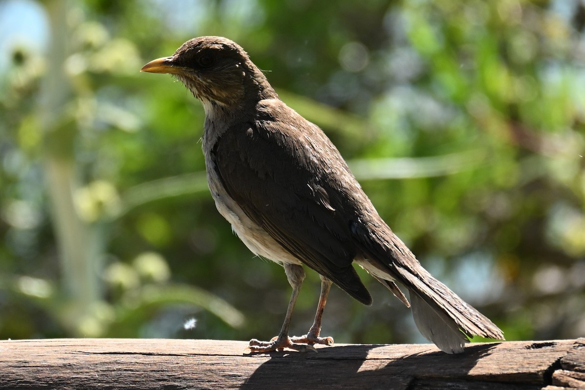 Creamy-bellied Thrush - ML647349877