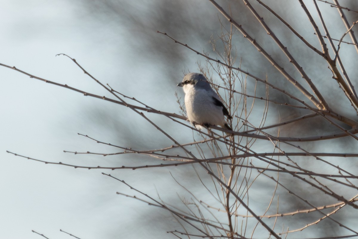 ťuhýk severní - ML647349882