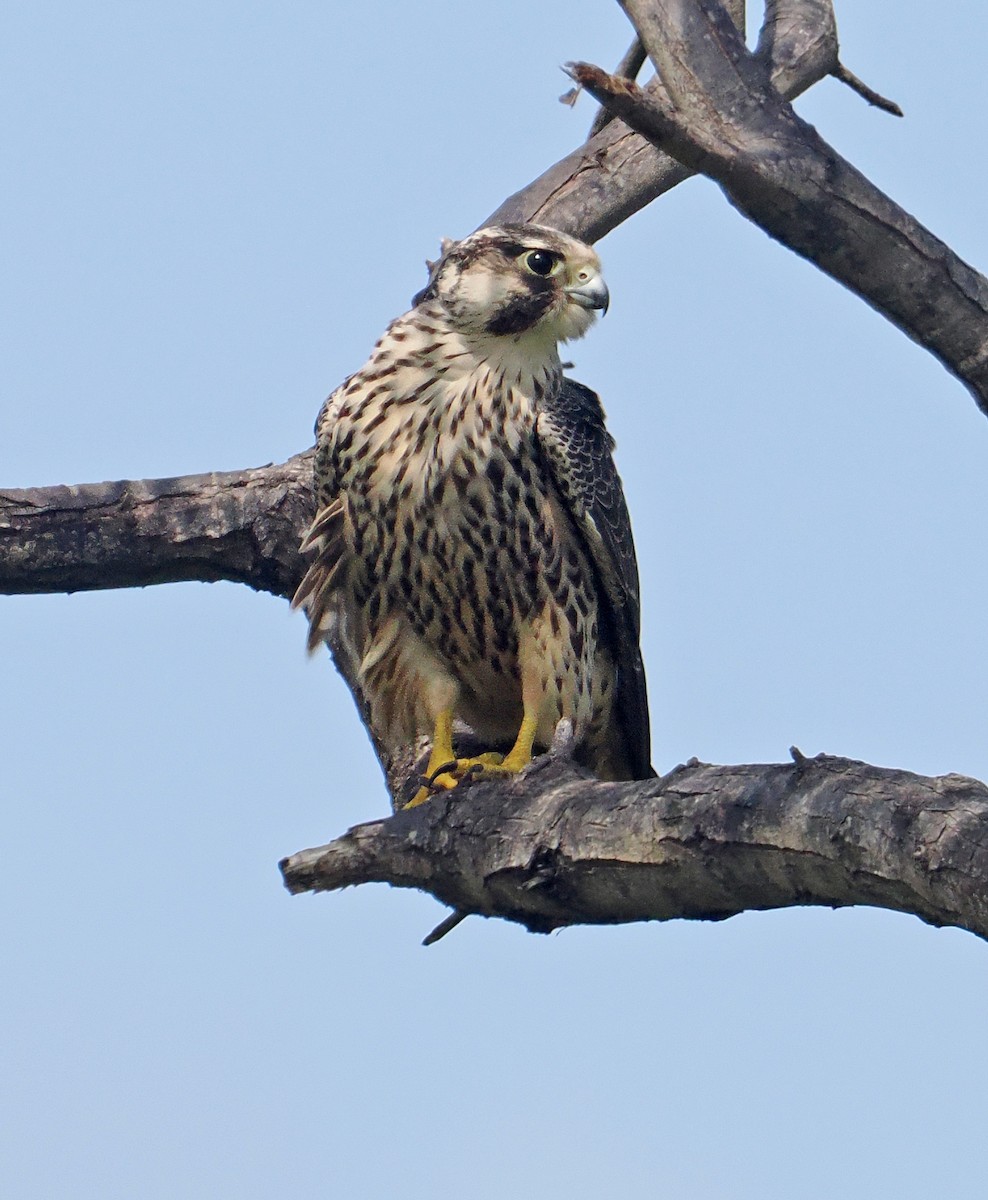 Faucon pèlerin - ML647349891