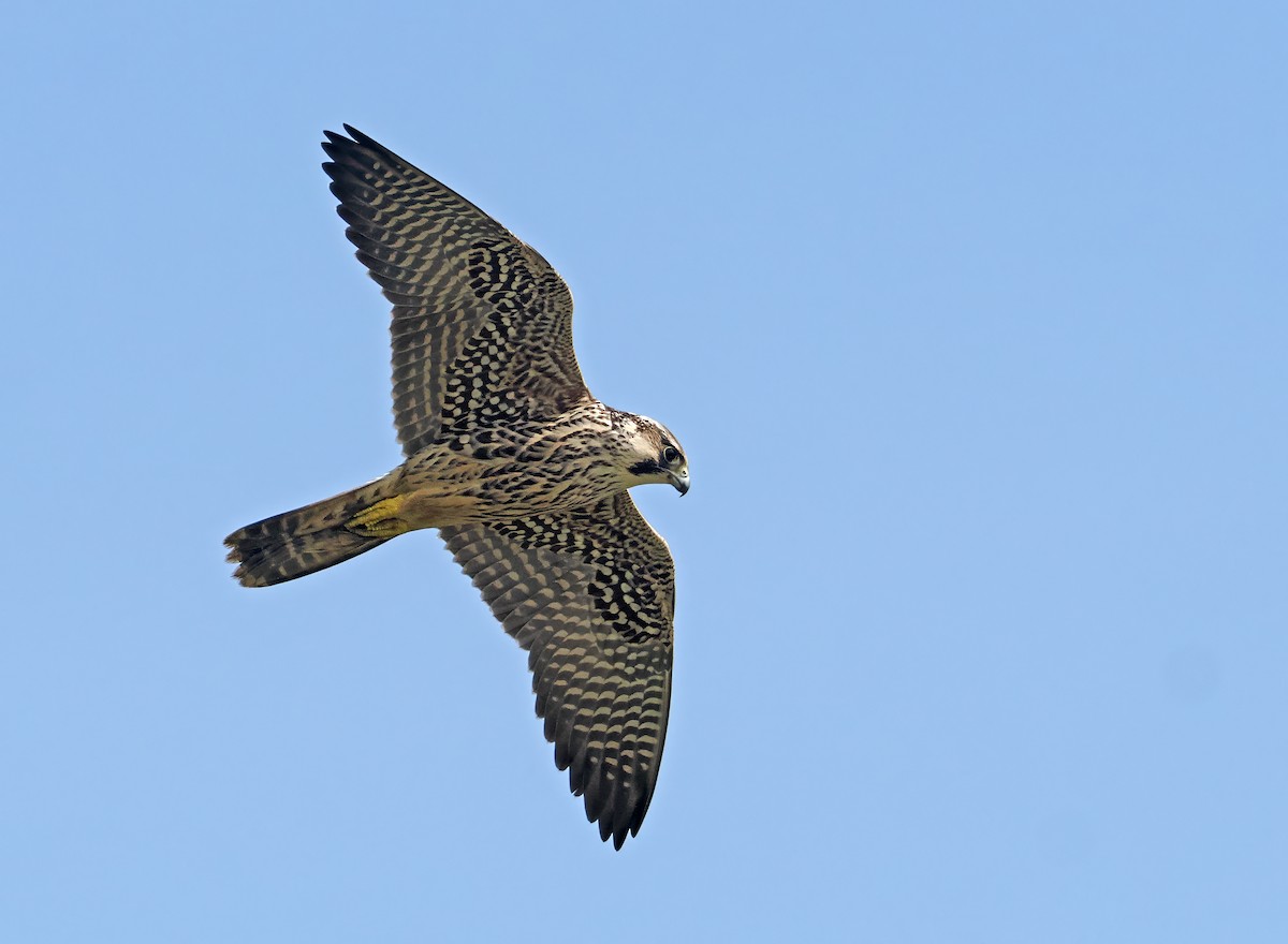 Peregrine Falcon - ML647349892