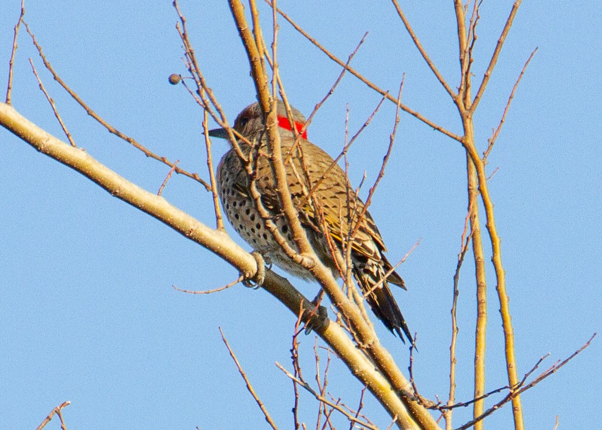 Northern Flicker - ML647349899