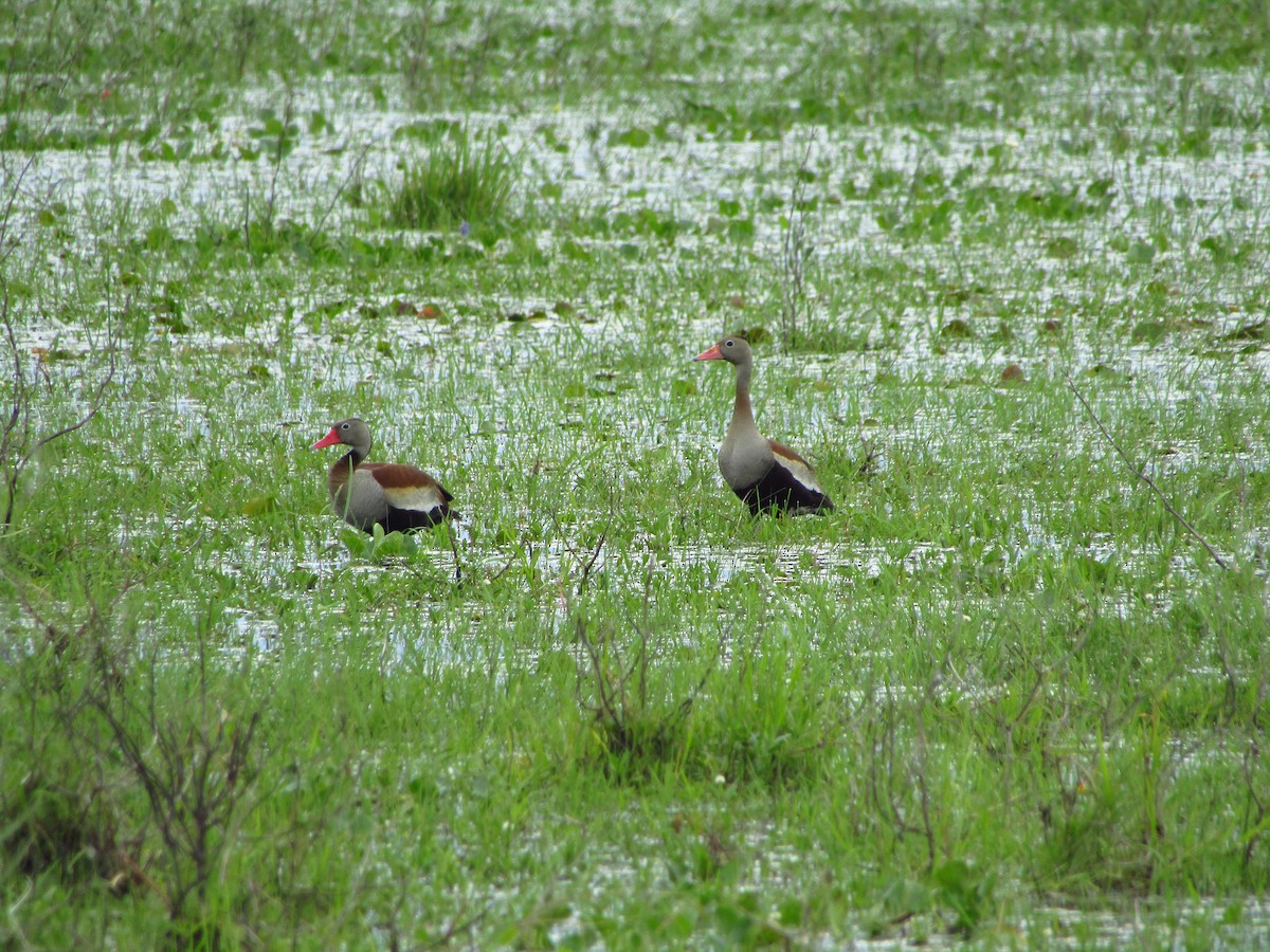 Black-bellied Whistling-Duck - ML647349903
