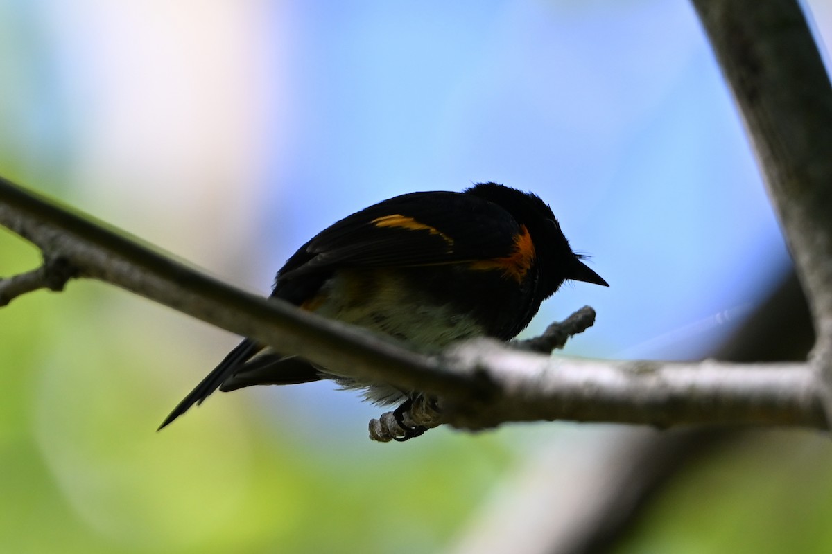 סבכון חכלילי - ML647349907