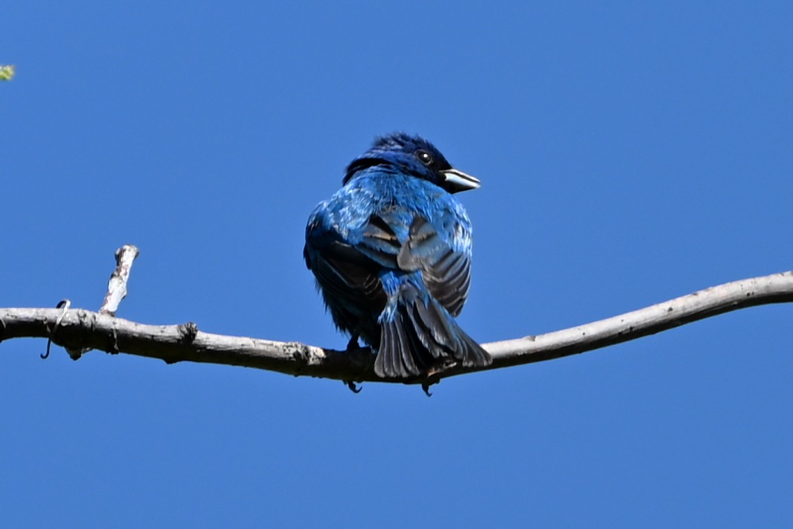 Indigo Bunting - ML647349913