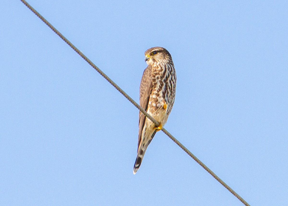 Merlin - ML647349919