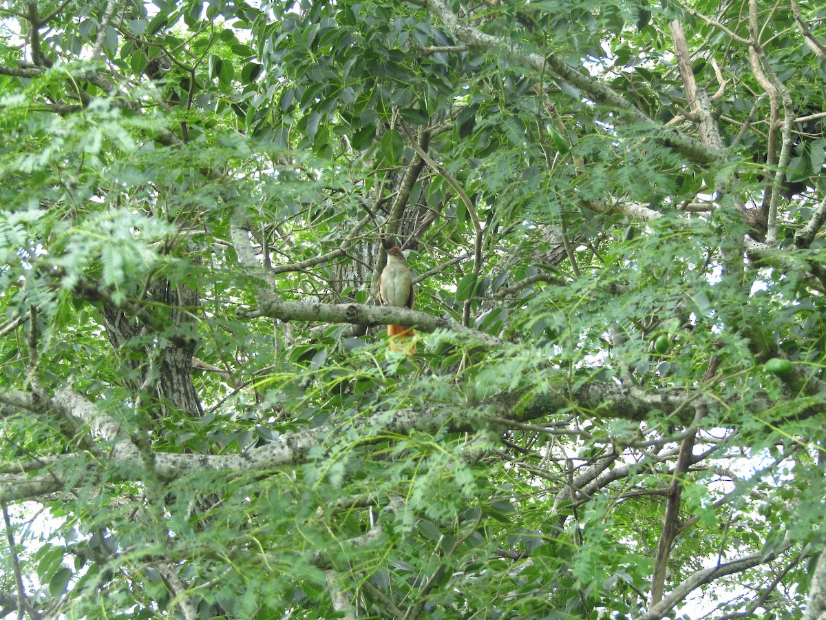 Greater Thornbird - ML647349923