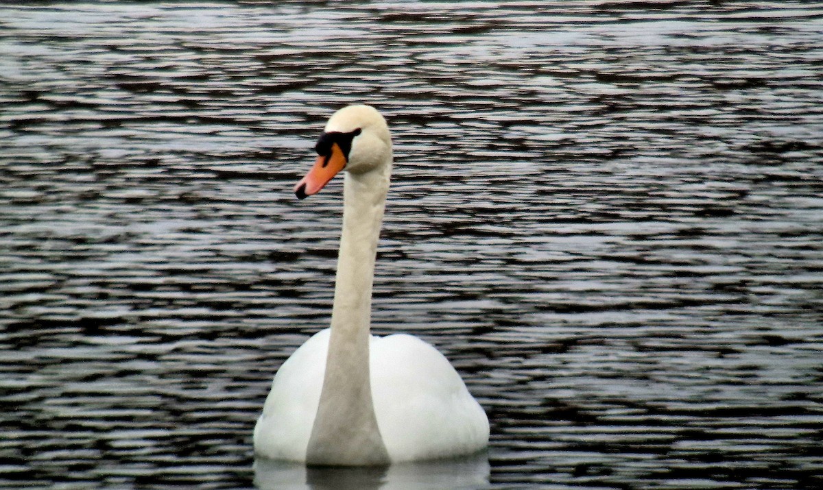 疣鼻天鵝 - ML647349936