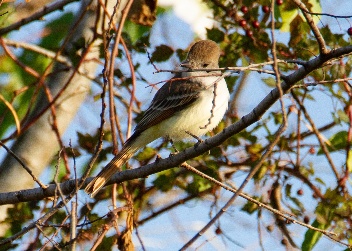 new world flycatcher sp. - ML647349939