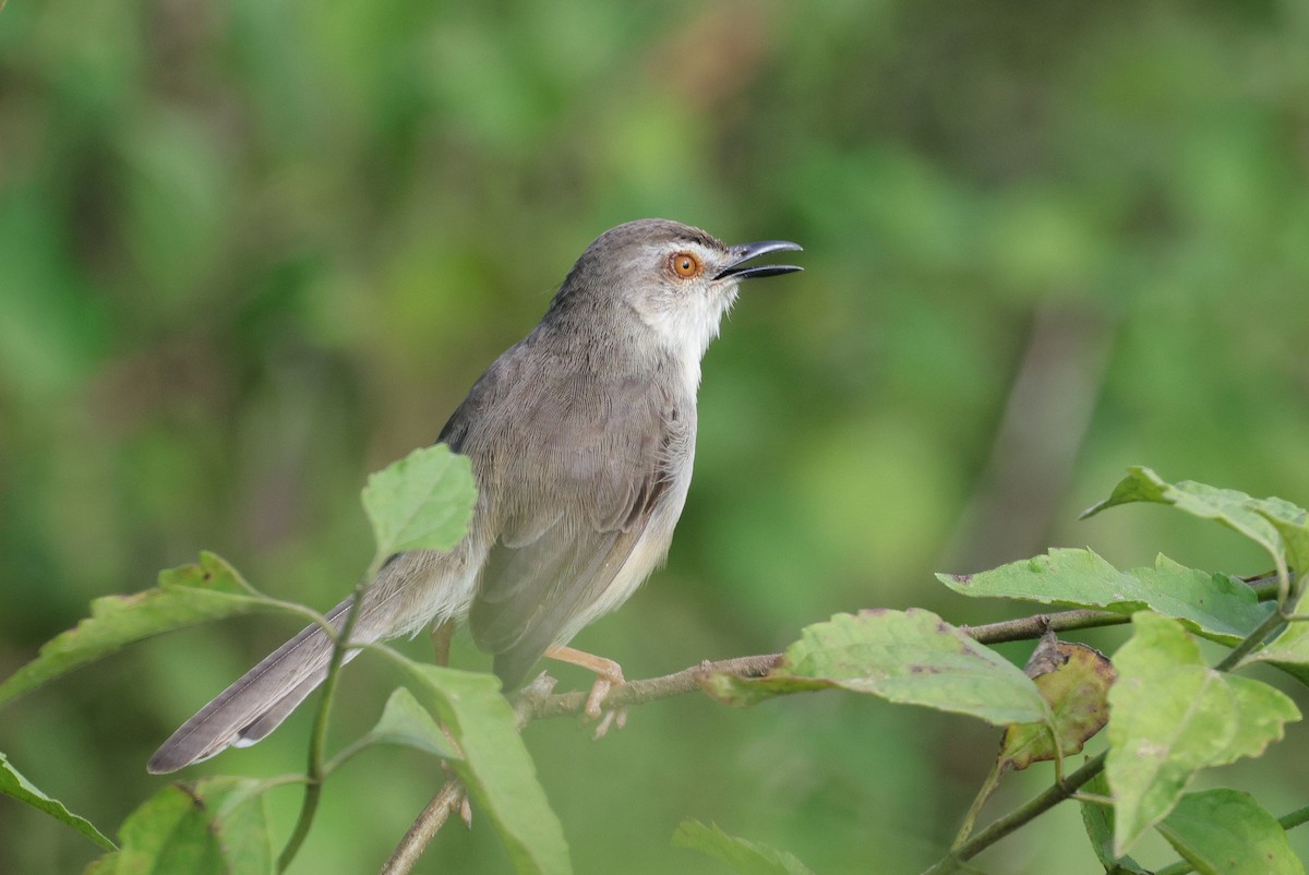 Yellow-wattled Lapwing - ML647349943