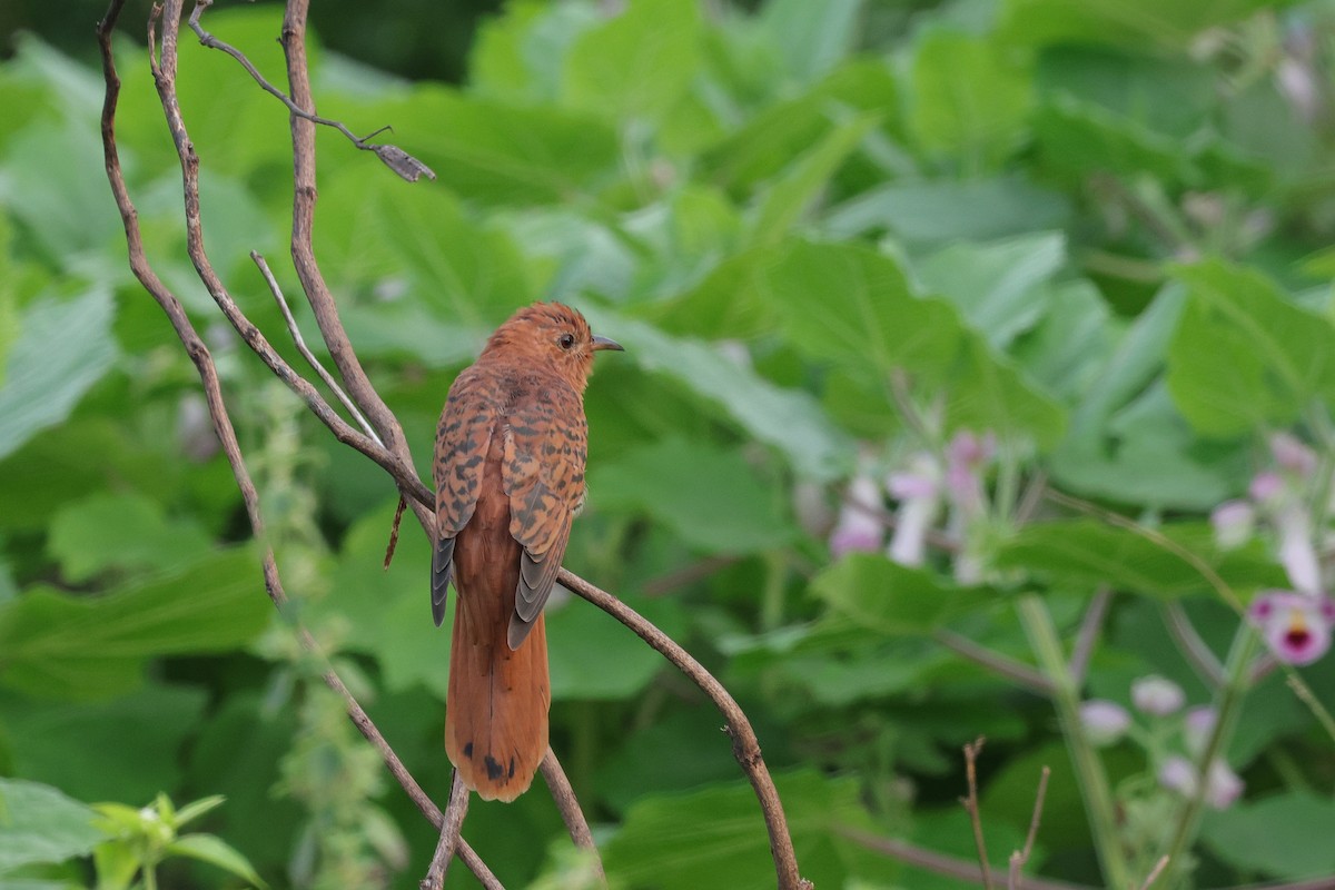 Yellow-wattled Lapwing - ML647349948