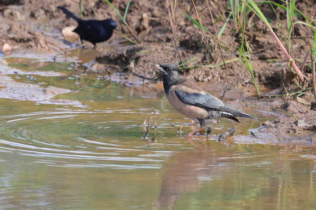 Yellow-wattled Lapwing - ML647349949