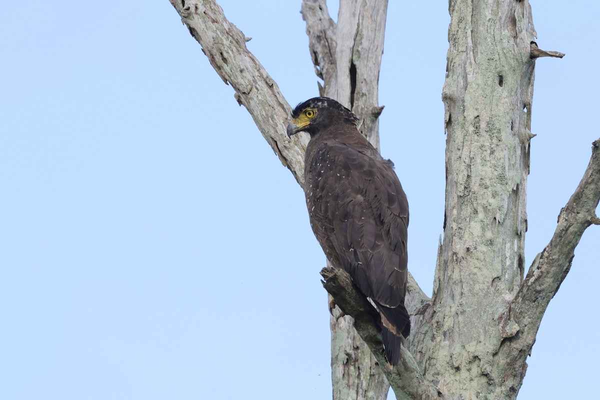 Yellow-wattled Lapwing - ML647349950