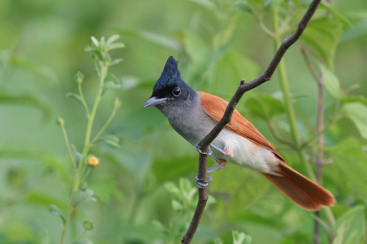 Yellow-wattled Lapwing - ML647349951