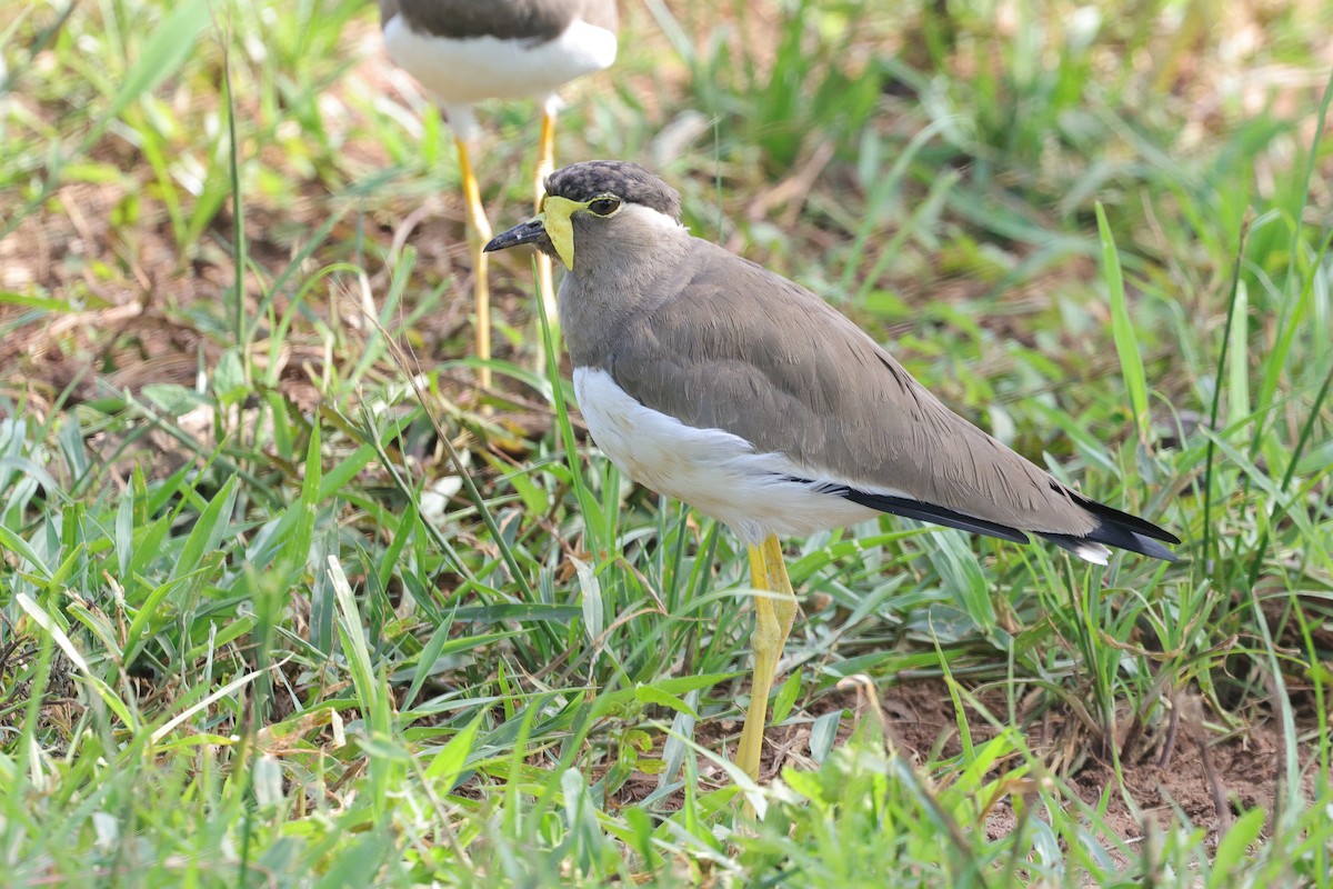 Yellow-wattled Lapwing - ML647349955