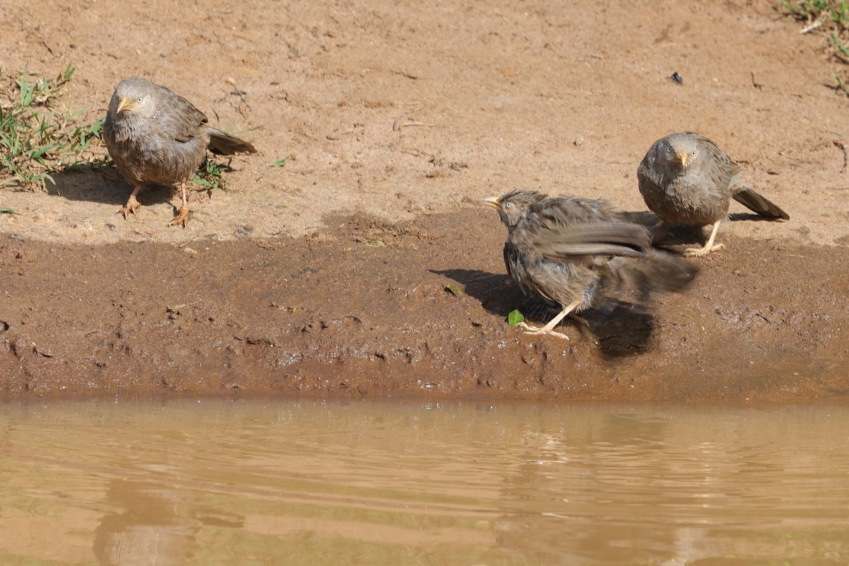 Yellow-wattled Lapwing - ML647349956