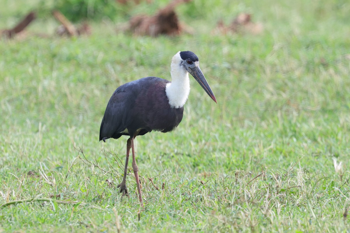 Yellow-wattled Lapwing - ML647349957