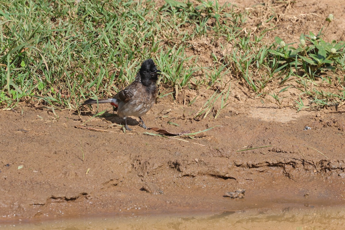 Yellow-wattled Lapwing - ML647349958