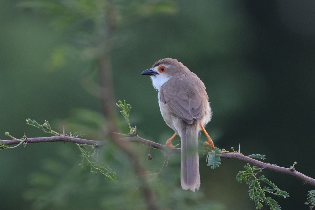 Yellow-eyed Babbler - ML647349959
