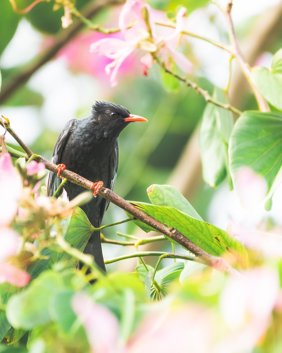 Black Bulbul - ML647349960