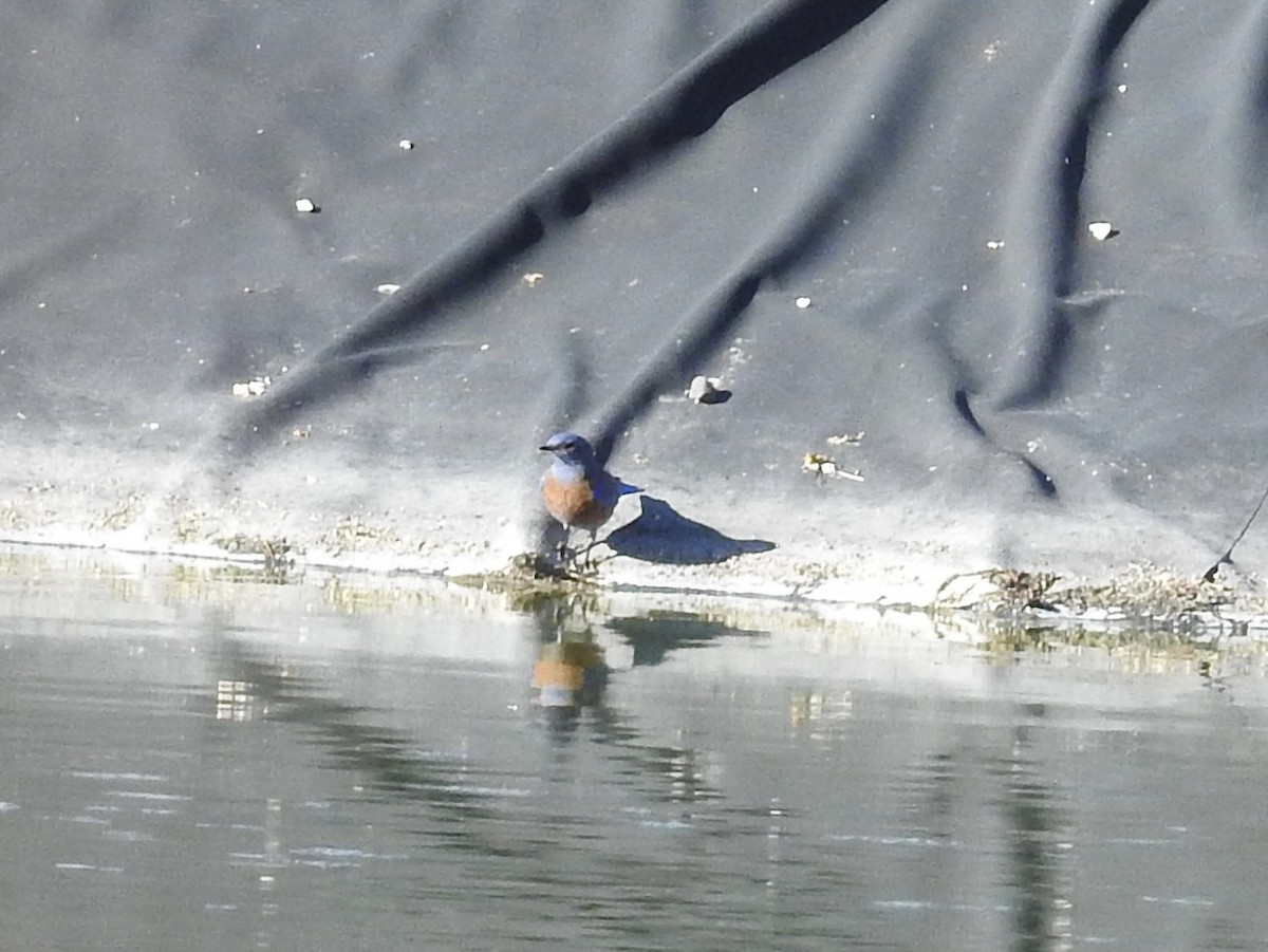 Western Bluebird - ML647349961