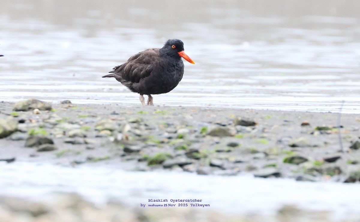 Blackish Oystercatcher - ML647349963