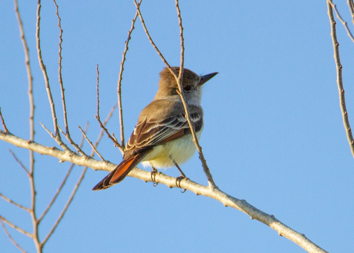 new world flycatcher sp. - ML647349964