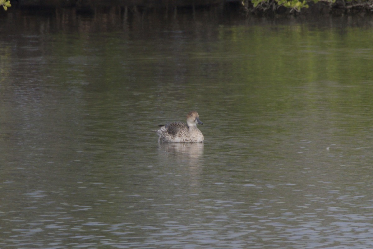 Northern Pintail - ML647349965