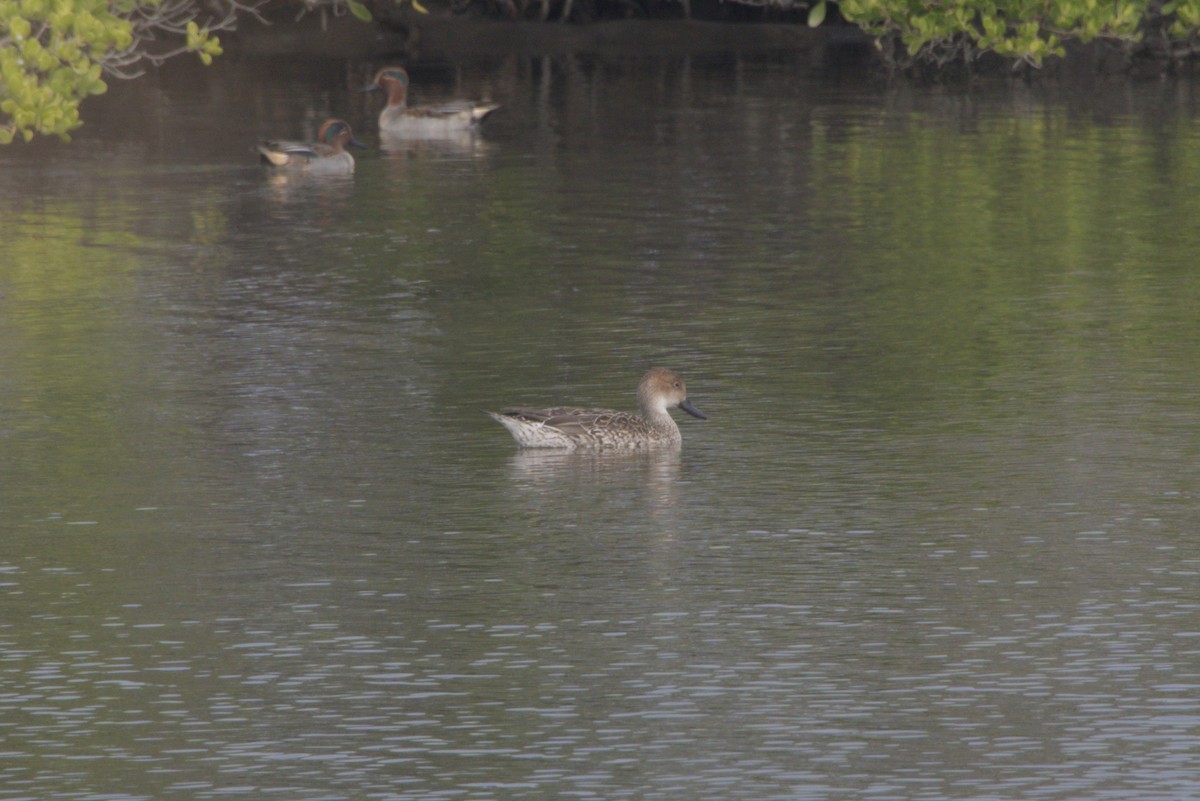Northern Pintail - ML647349966