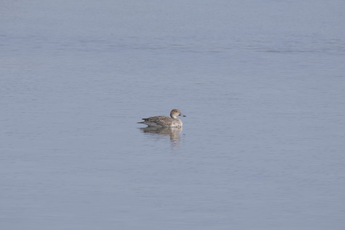 Northern Pintail - ML647349967