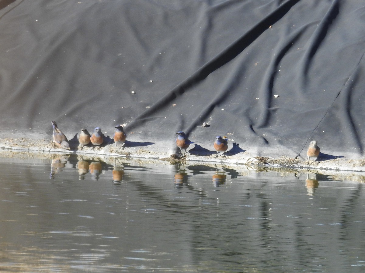 Western Bluebird - ML647349969