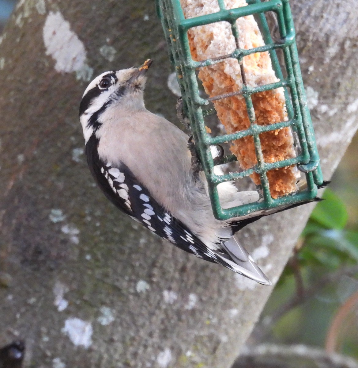 Downy Woodpecker - ML647349970