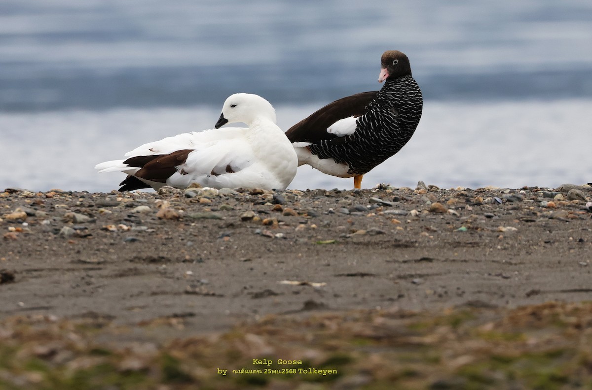 Kelp Goose - ML647349971