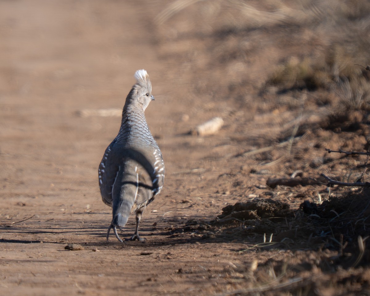 Scaled Quail - ML647349972