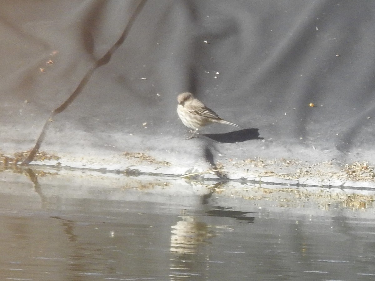 House Finch - ML647349973