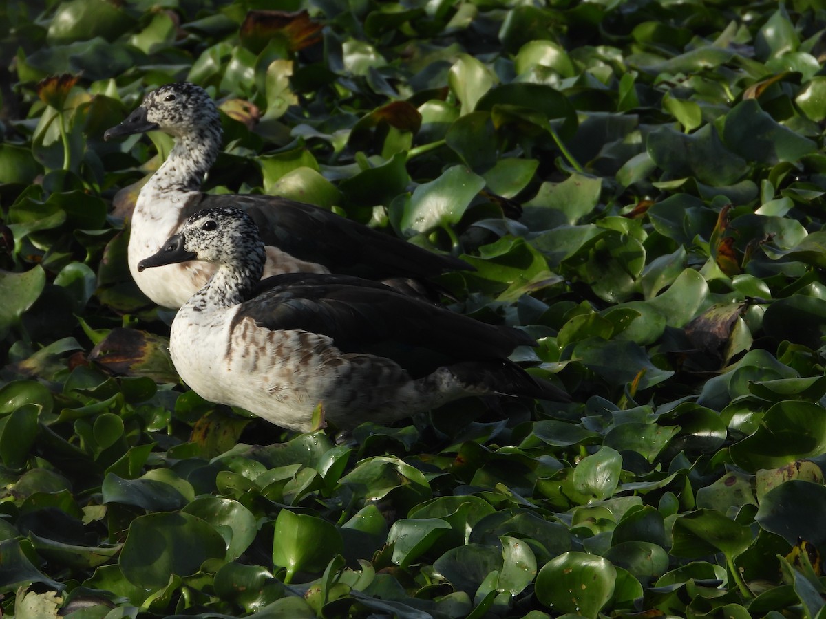Knob-billed Duck - ML647349975