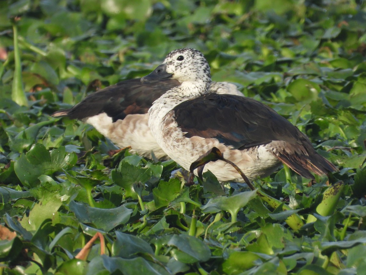 Knob-billed Duck - ML647349976