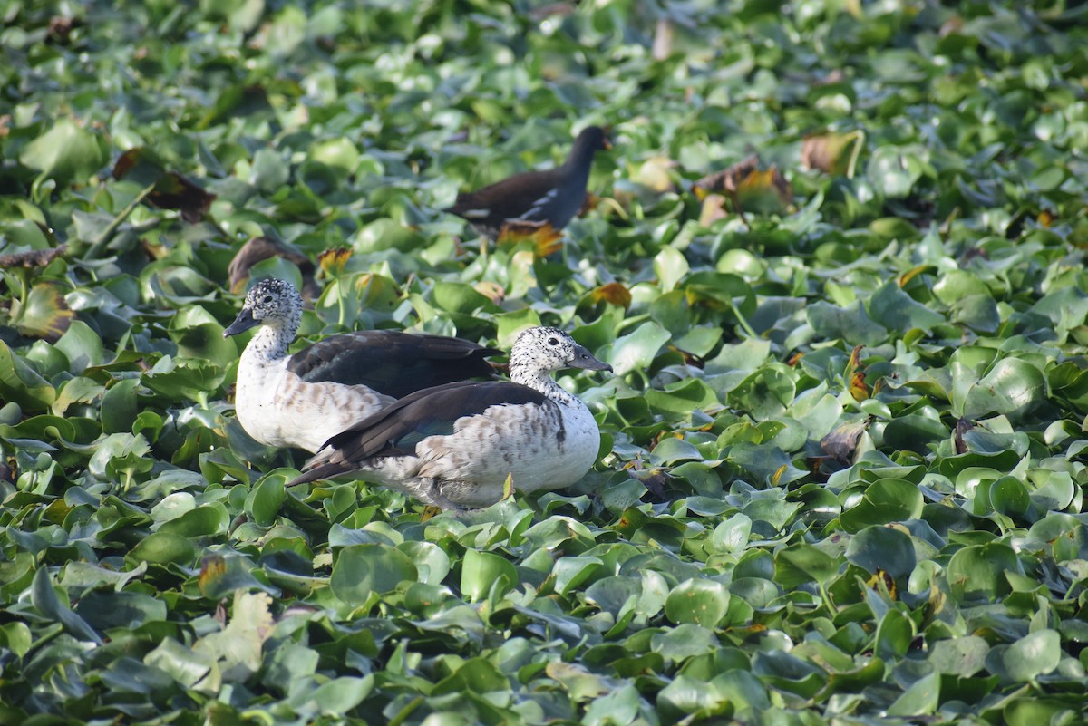 Knob-billed Duck - ML647349977